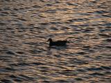 Lone duck at sunset............