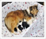Bailey  and her Puppies