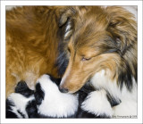 Bailey  and her Puppies at 3 weeks