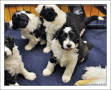 Baileys Puppies at 4 weeks