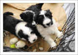 Baileys Puppies at 6 weeks