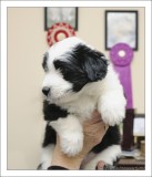 Panda at 6 weeks