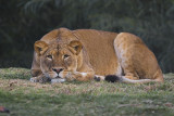 Lion in Wait