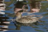 Northern Pintail (Female)