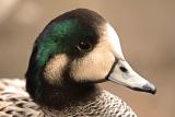 Chiloe Wigeon