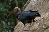 Bald Ibis