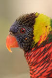 Lorikeet