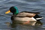 Mallard Duck (Male)