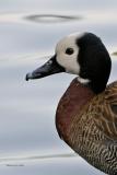 White-faced Whistling Duck
