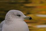 Ring-billed Gull