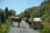 COWS ON THE KERRY WAY