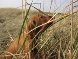 Otis In The Dune Grass