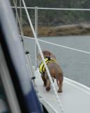 He Does Walk Around The Boat A Lot Though