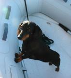 Dogs Love Dinghy Rides