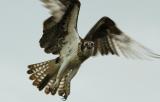 An Osprey Coming In For a Landing
