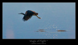 Magic of Flight (Mother Nature Edition)