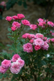 Regal Bouquet 21/10