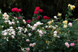 David Austin Roses 02/11