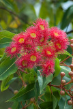 Red Flowering Gum 24/01