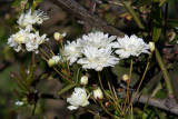 Banksia