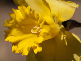 Sunny Daffodil 26/08