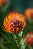 Leucospermum 02/09