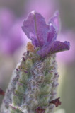 Lavender 22/09