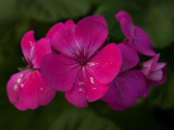 Geranium 17/09