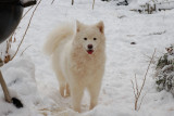 Another of Paris in Snow