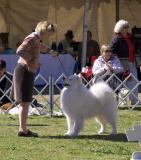 Samoyed in Working Group