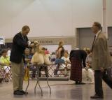 Group 1 Winner - ASCOB Cocker Spaniel