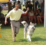 Alaskan Malamute In Group (Photo 2)