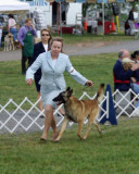 From the Herding Group - Malinois