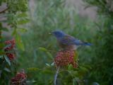 Hungry Western Bluebird