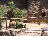 Brown capuchins very curious about the limb one of them just tore down.