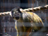 Bolivian spider monkey
