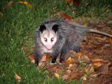 opposum