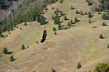 American Bald Eagle