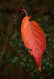 The Last Leaf