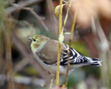 American Goldfinch Male - Winter Plumage