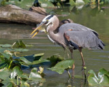 Great Blue Heron with lunch
