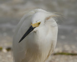 Snowy Egret