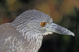 Yellow Crowned Night Heron (immature)