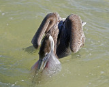 Brown Pelican feeding