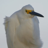 Snowy Egret