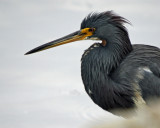 Tri-Colored Heron