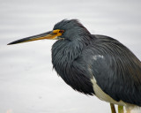 Tri-Colored Heron