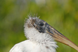 Wood Stork Portrait
