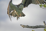 Osprey takes flight
