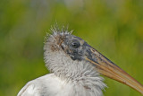 Wood Stork Portrait